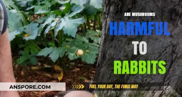 Mushrooms and Rabbits: A Toxic Mix?