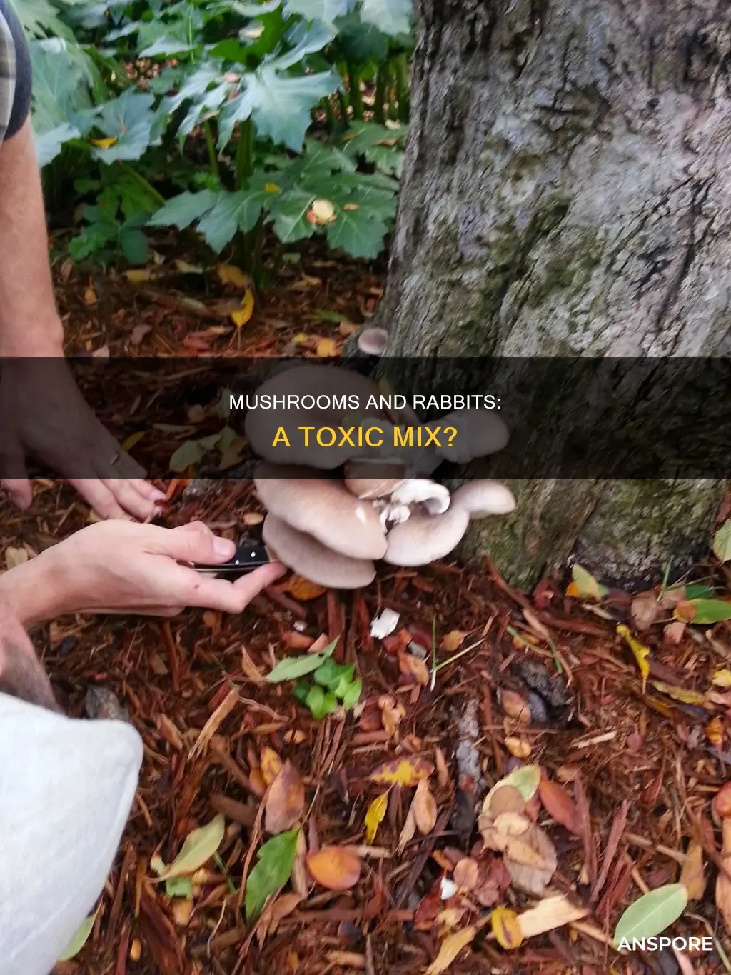 are mushrooms harmful to rabbits