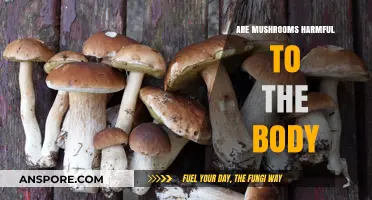 Mushrooms: Harmful or Healthy?