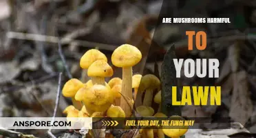 Mushrooms on Your Lawn: Friend or Foe?