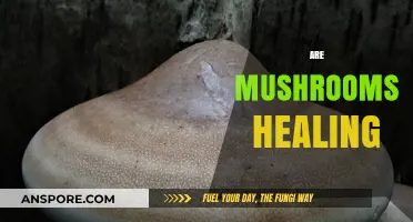 Mushrooms: Nature's Ultimate Healer?
