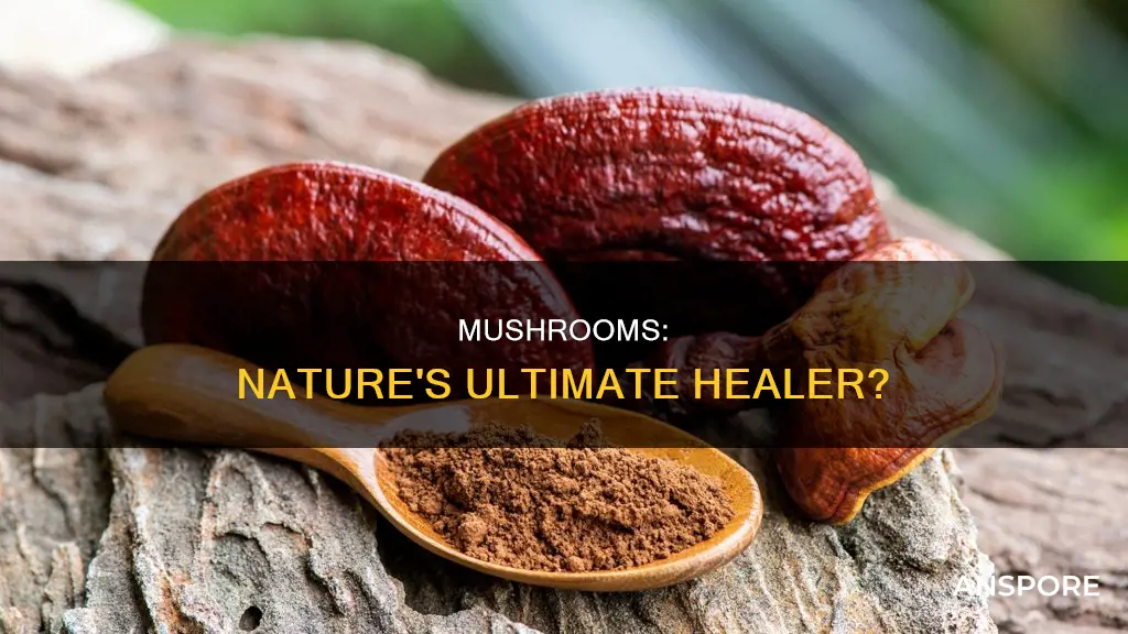 are mushrooms healing