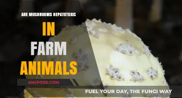 Mushroom Hepatotoxicity in Farm Animals: What's the Risk?