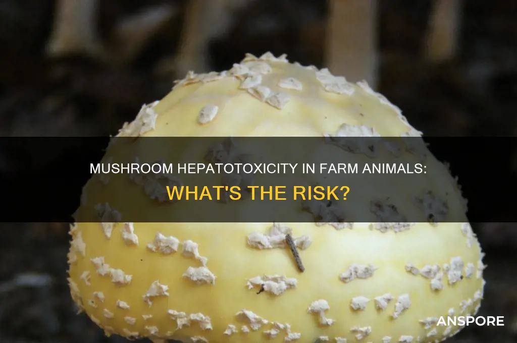 are mushrooms hepatotoxic in farm animals
