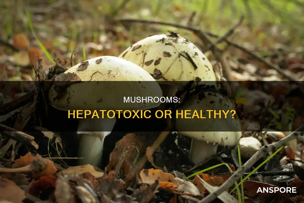 are mushrooms hepatotoxic