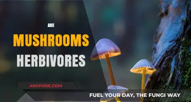 Herbivores and Mushrooms: Friends or Foes?