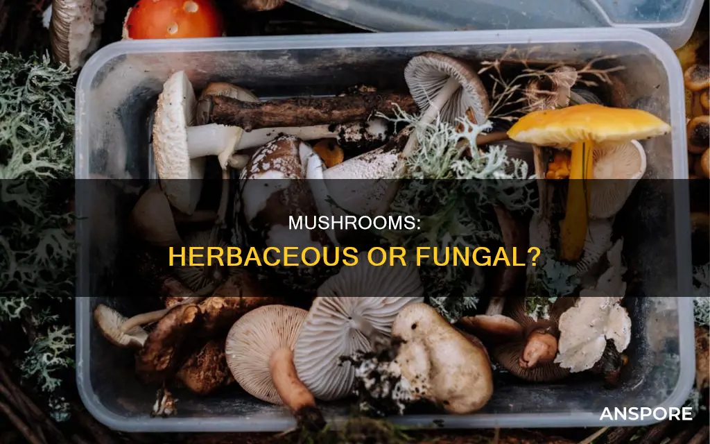 are mushrooms herbs