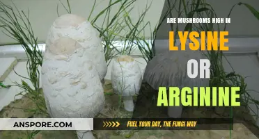 Mushrooms: Lysine and Arginine Content Explained