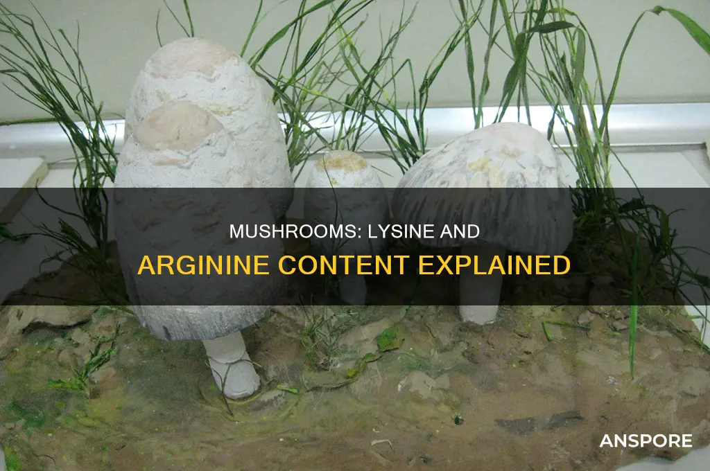 are mushrooms high in lysine or arginine
