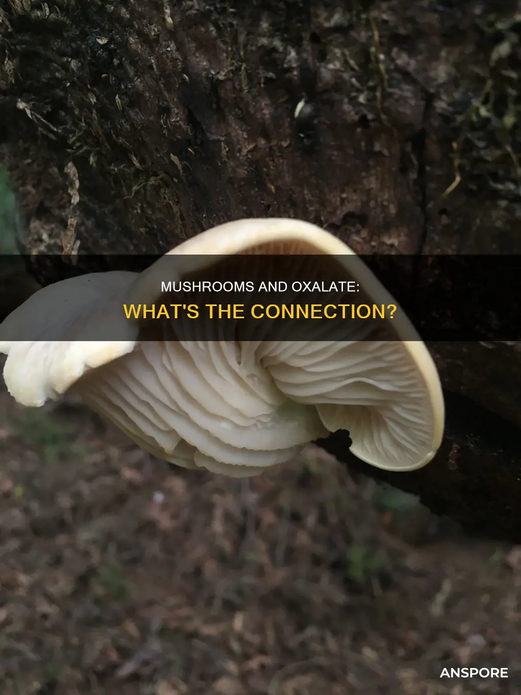 are mushrooms high in oxalate