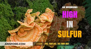 Mushrooms and Sulfur: A Nutritional Breakdown