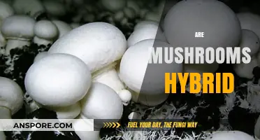 Mushrooms: Hybrid Superpowers Unveiled