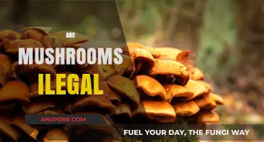 Mushroom Legality: What's the Deal?