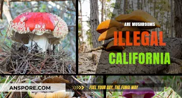 Mushroom Laws in California: What's the Deal?