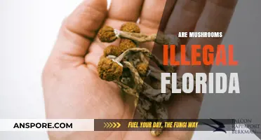 Mushroom Laws in Florida: What's the Deal?