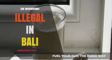 Mushroom Legality in Bali: What's the Real Deal?
