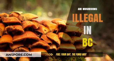Mushroom Laws in BC: What's the Deal?