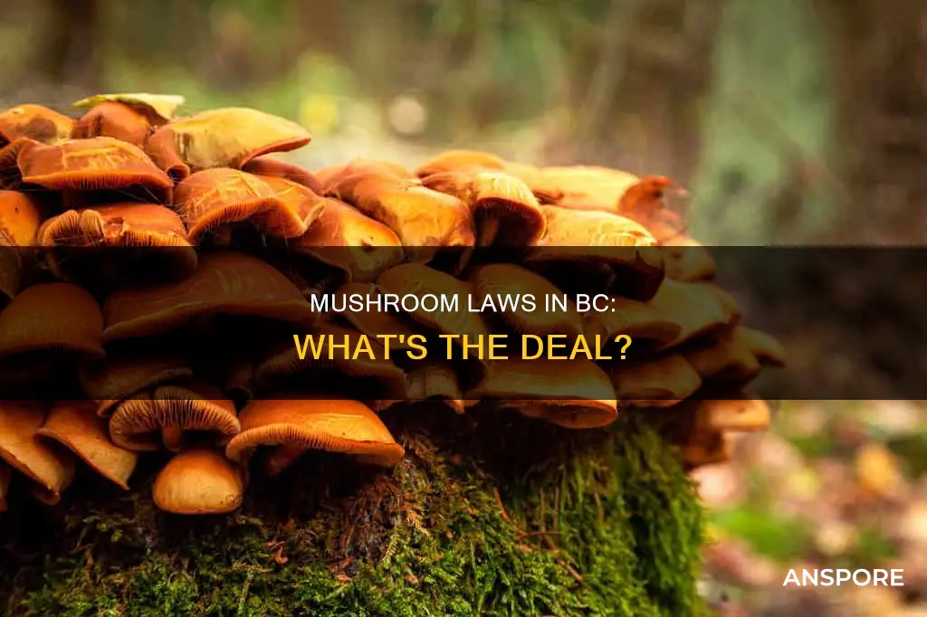 are mushrooms illegal in bc