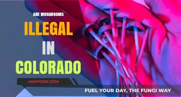 Mushroom Laws in Colorado: What's the Deal?