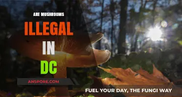 Mushroom Legality in DC: What's the Deal?