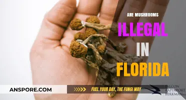 Mushroom Mystery: Florida's Fungi Laws Explained