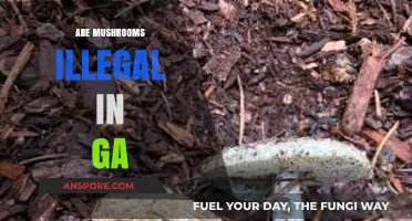 Mushroom Legality in Georgia: What's the Deal?