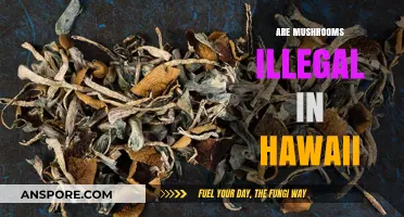 Hawaii's Mushroom Laws: What's the Deal?