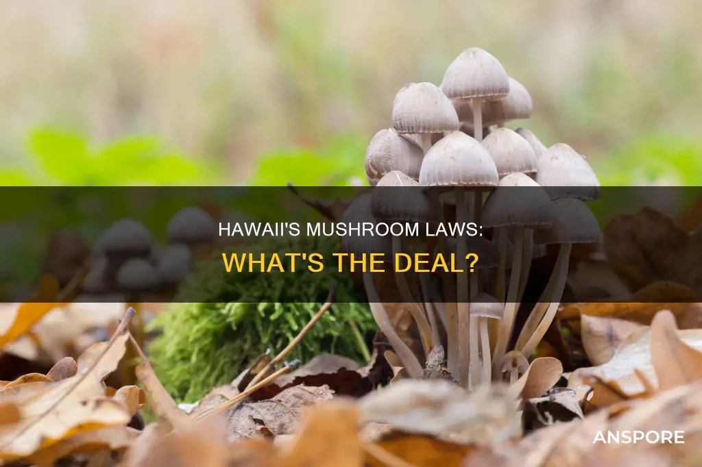are mushrooms illegal in hawaii