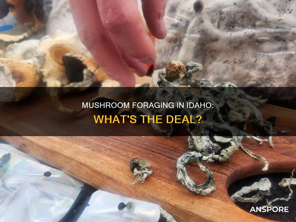 are mushrooms illegal in idaho