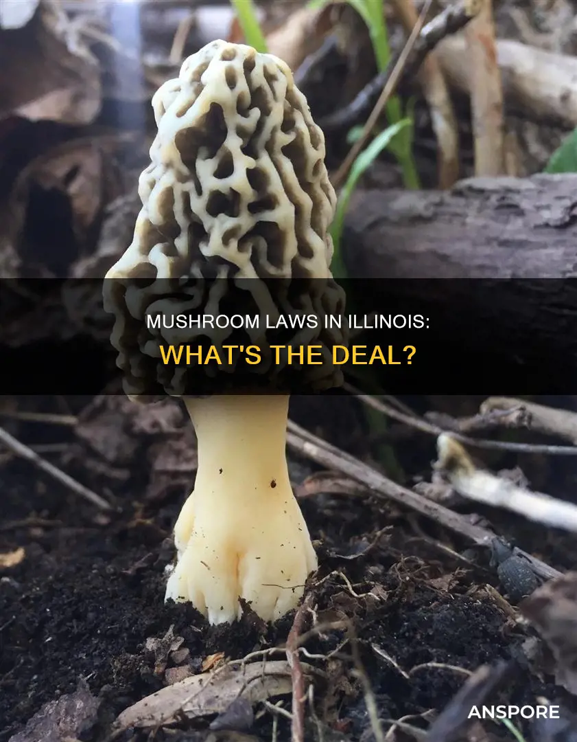 are mushrooms illegal in illinois