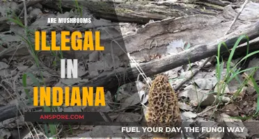 Mushroom Foraging in Indiana: What's the Law?