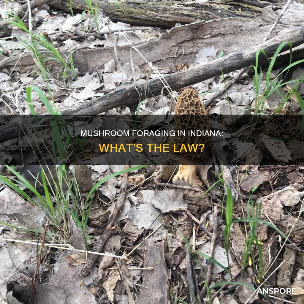 are mushrooms illegal in indiana