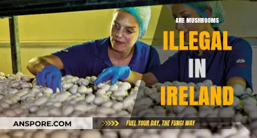 Mushroom Legality in Ireland: What's the Deal?