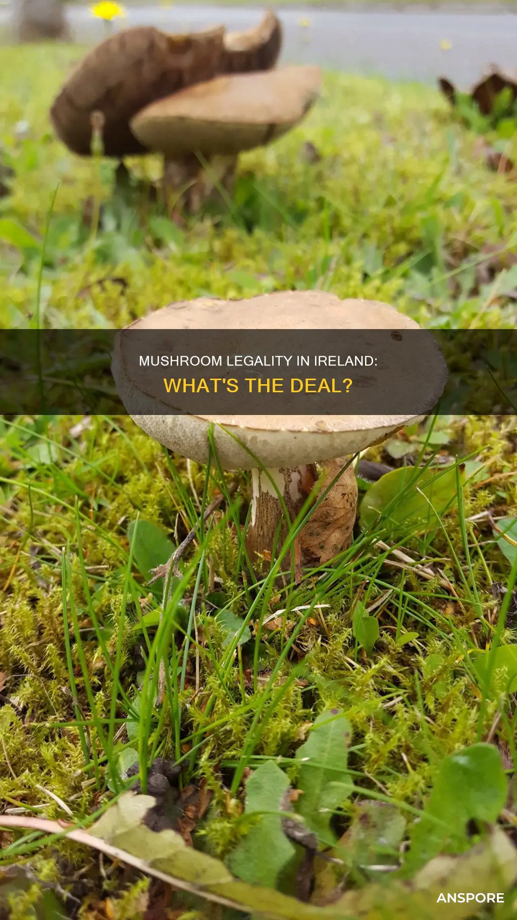 are mushrooms illegal in ireland