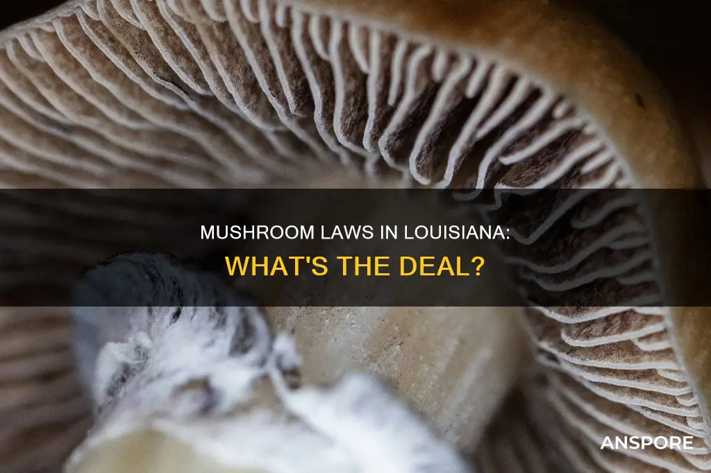 are mushrooms illegal in louisiana