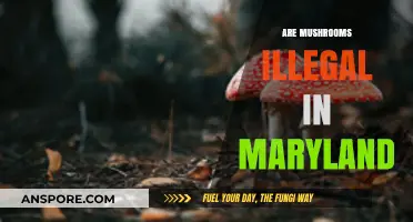 Mushroom Foraging in Maryland: What's the Law?
