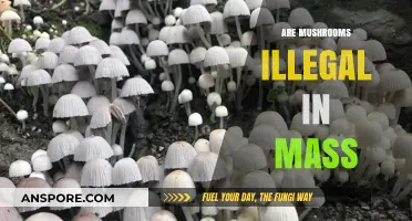 Mushroom Legality in Massachusetts: What's the Verdict?