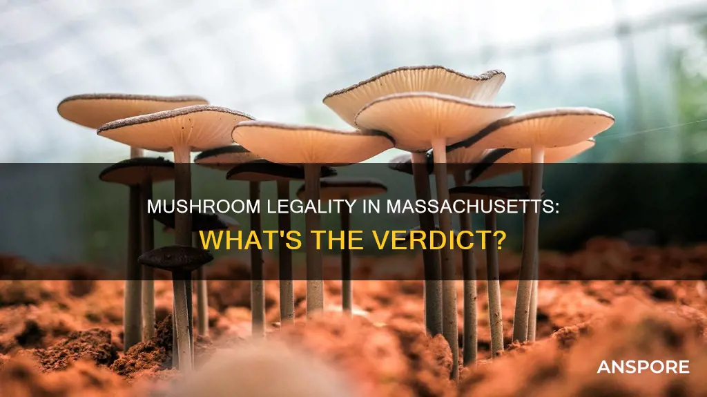 are mushrooms illegal in mass
