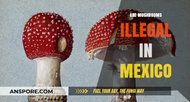 Mushroom Legality in Mexico: The Real Story