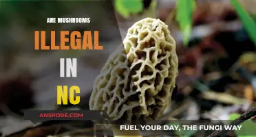 Mushroom Laws in North Carolina: What's the Deal?