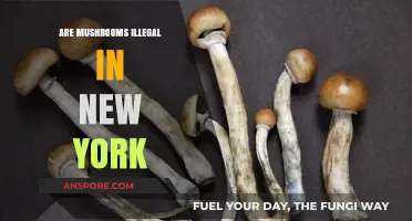 Are Mushrooms Illegal in New York? A Legal Overview