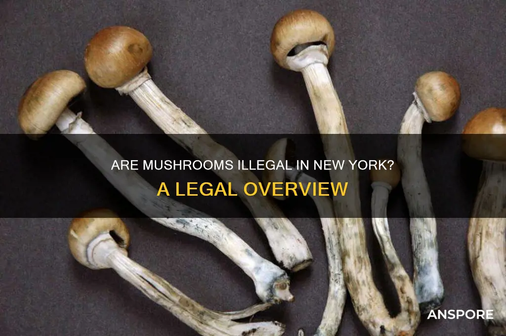 are mushrooms illegal in new york