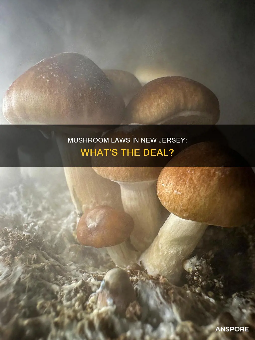 are mushrooms illegal in nj