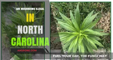 Mushroom Foraging in North Carolina: What's the Law?