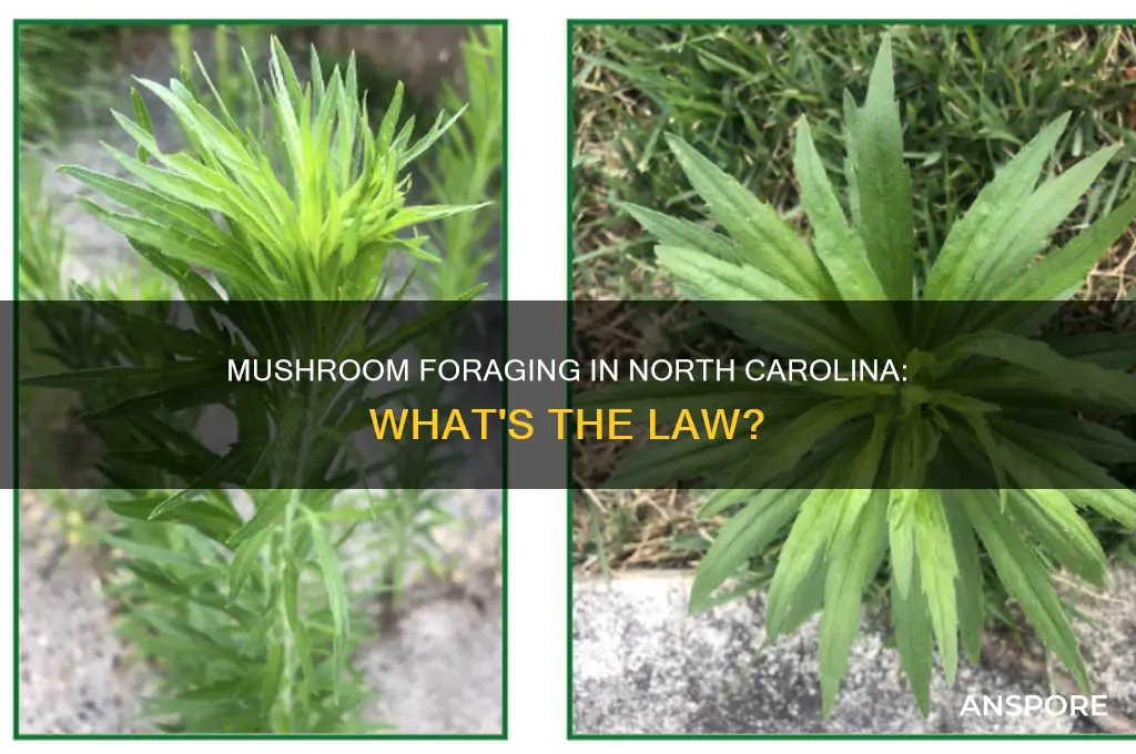 are mushrooms illegal in north carolina