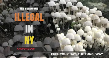Mushroom Laws in New York: What's the Deal?
