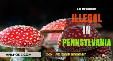 Mushroom Foraging: Legalities in Pennsylvania