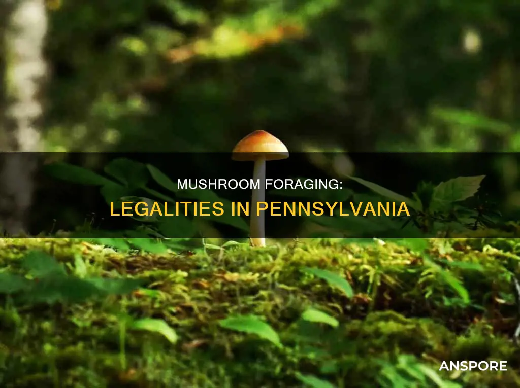 are mushrooms illegal in pennsylvania