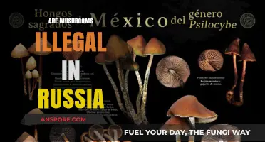 Mushroom Hunting in Russia: Legal or Not?