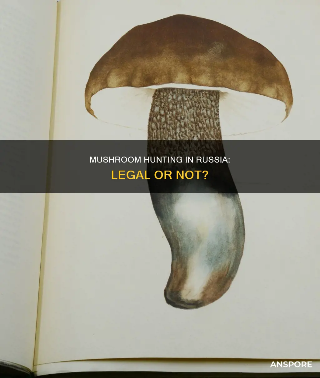 are mushrooms illegal in russia